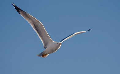 seagull