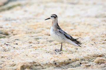 The red-necked phalarope (Phalaropus lobatus) stands on the bank of the estuary on dry sea grass
