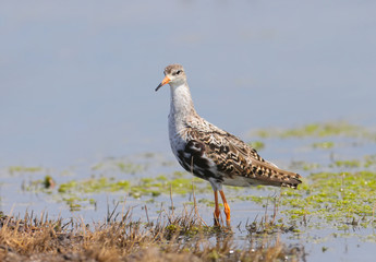 Adult ruff (Calidris pugnax) moult in winter plumage