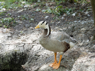 Anser indicus - Oie à tête barrée ou oie tigrée au bord de l'eau