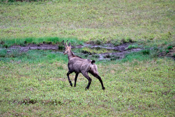 a adult chamois buck in change of coat on a green field
