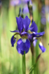 Blüte einer Schwertlilie (Iris)