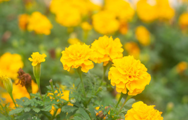 Close up of beautiful Marigold flower