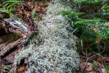 Moss on Log