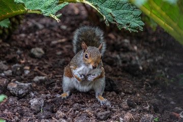 Eastern gray squirrel 