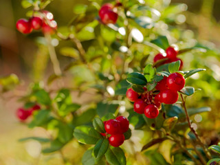 Red cowberry, lingonberry or partridgeberry in forest, natural background.