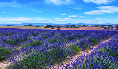 Fototapeta na wymiar France, Provence, Valensole