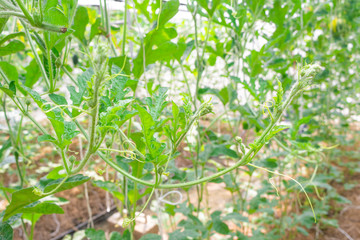 Green baby fruit with yellow flower of watermelon (Citrullus Lanatus) with green leaves on the vine plants in the fruit garden of Thailand