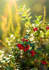 Obraz premium Red cowberry, lingonberry or partridgeberry in forest, natural background.