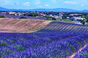 Plakat France, Provence, Valensole