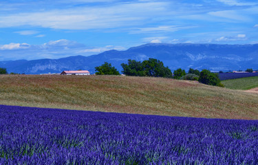 Plakat France, Provence, Valensole