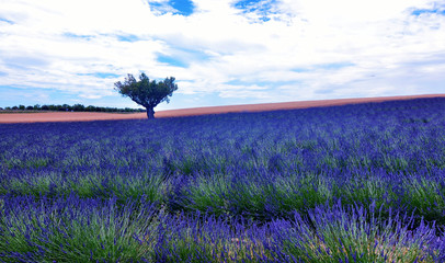 France, Provence, Valensole