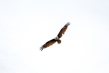 Fototapeta premium Red eagle on the Sky in nature at thailand