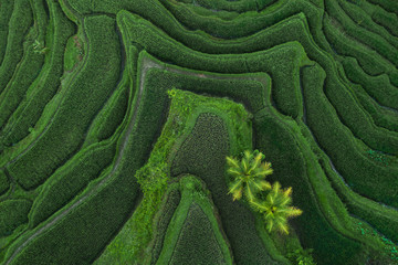 Aerial view of Tegallalang Bali rice terraces. Abstract geometric shapes of agricultural parcels in...