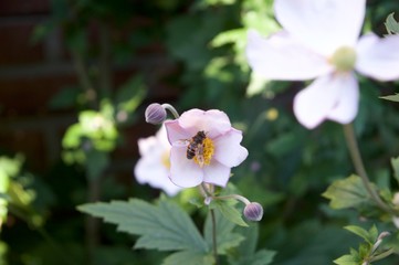Obraz na płótnie Canvas Closeup of a geranium flower with a bee