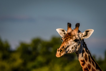 Ansichten einer Giraffe