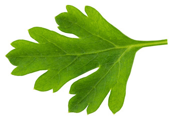 Obraz premium Leaves of fresh parsley isolated on white background. macro