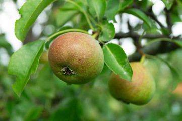 Ripe pear on background green sheet
