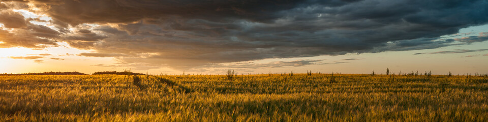 dramatic sunset over the summer wide agricultural field in warm weather. panoramic view