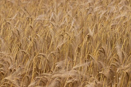 Wheat field. Ears of golden wheat close up. Background of ripening ears of meadow wheat field