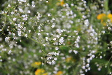 little white summer flowers background