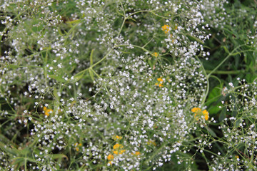 Fototapeta premium little white summer flowers background