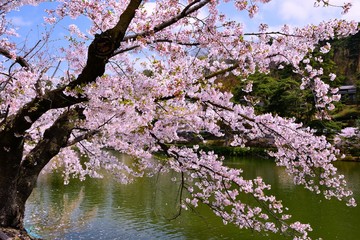 桜と青空