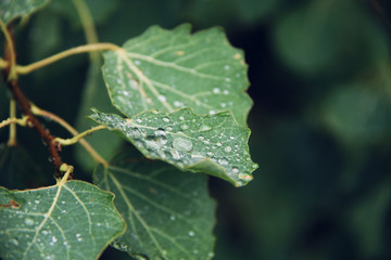 rain drops on the leafs close up
