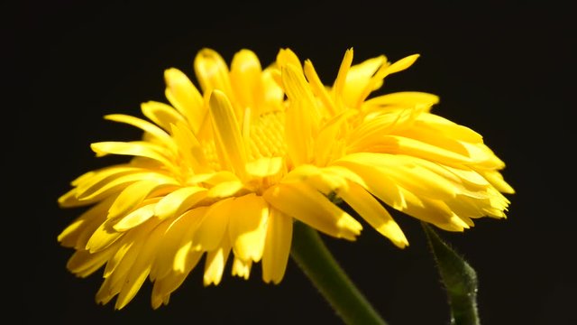 Common marigold, medicinal plant with flower