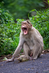 Monkey expression - Ooty Tamilnadu India