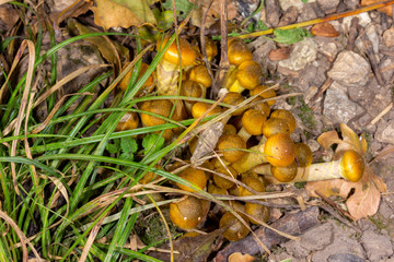 young mushrooms honey agaric under a Bush of green grass top view
