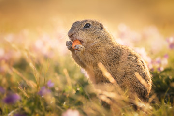 Naklejka na ściany i meble Small and lovely ground squirrel on a meadow among flowers during warm spring sunset. Very surprised, with its mouth opened and peace of carrot. Peaceful, relaxing, amazing and funny small mammal.