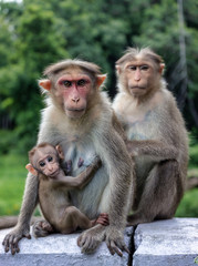Monkey expression - Ooty Tamilnadu India
