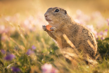 Naklejka na ściany i meble Small and lovely ground squirrel on a meadow among flowers during warm spring sunset. Very surprised, with its mouth opened and peace of carrot. Peaceful, relaxing, amazing and funny small mammal.