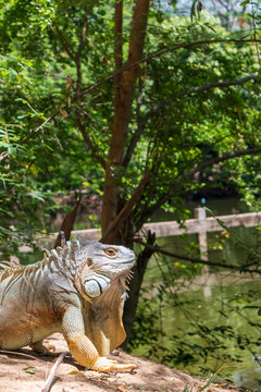 Iguana in the garden is relying on the sun to kill germs