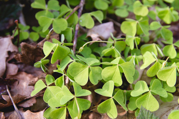 green wood sorrel  in the forest