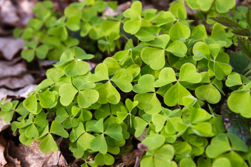 Wood sorrel growing wild in the forest
