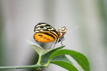 Fototapeta na wymiar Butterfly 2019-57 / Tiger Longwing (Heliconius Hecale)