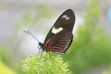 Obraz na płótnie Canvas Butterfly 2019-56 / Sara Longwing (Heliconius sara)