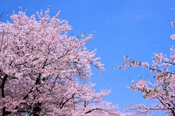 桜と青空