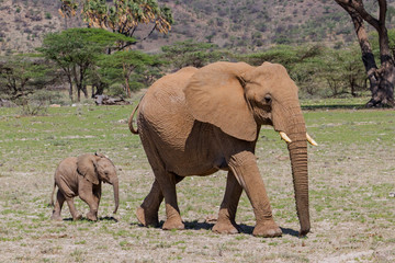 Elephant mother with her playful baby calf in Buffalo Springs Reserve, part of the Samburu Area,  in Kenya