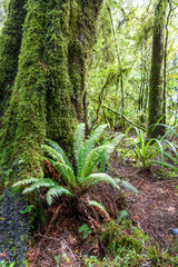 a typical fern in New Zealand