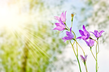 The lilac flowers of the forest campanula. Blurred summer forest background.