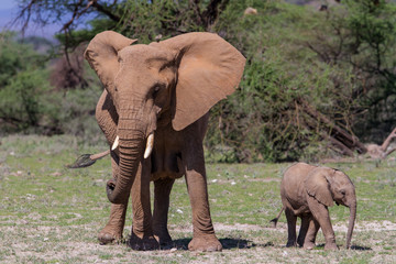 Fototapeta premium Elephant mother with her playful baby calf in Buffalo Springs Reserve, part of the Samburu Area, in Kenya
