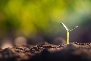 Growing plant,Young plant in the morning light on ground background, New life concept.Small plants on the ground in spring.fresh,seed,Photo fresh and Agriculture  concept idea.