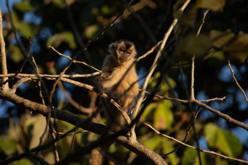 Looking to the camera: Tufted capuchin (Cebus apella)  also known as brown or black-capped capuchin. Natural habitat at Pantanal, Brazil
