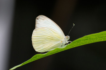 Butterfly 2019-61 / Great Southern White Butterfly  (Ascia monuste)
