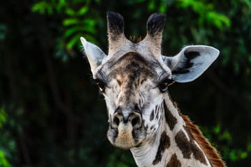 Ansichten einer Giraffe