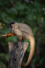 A monkey eating papaya. Tufted capuchin (Cebus apella)Brazil.