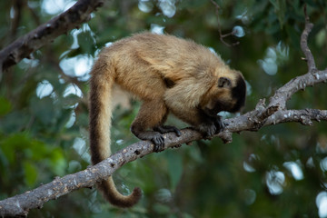 Profile view  of a Tufted capuchin (Cebus apella)  also known as brown or black-capped capuchin. 